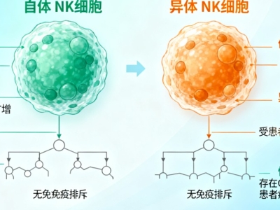 NK細(xì)胞：自體與異體的 “免疫戰(zhàn)士”，究竟有何不同？