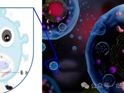 什么是外泌體？外泌體在疾病治療和醫療美容中的應用與前景