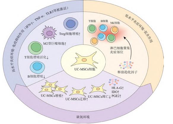 人臍帶間充質干細胞(E10I)注射液
