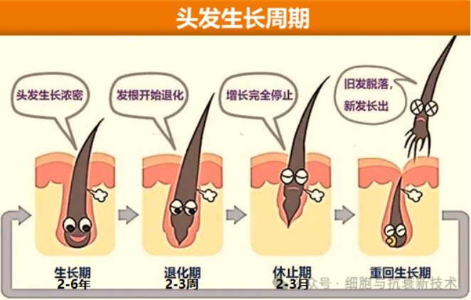 頭發生長周期