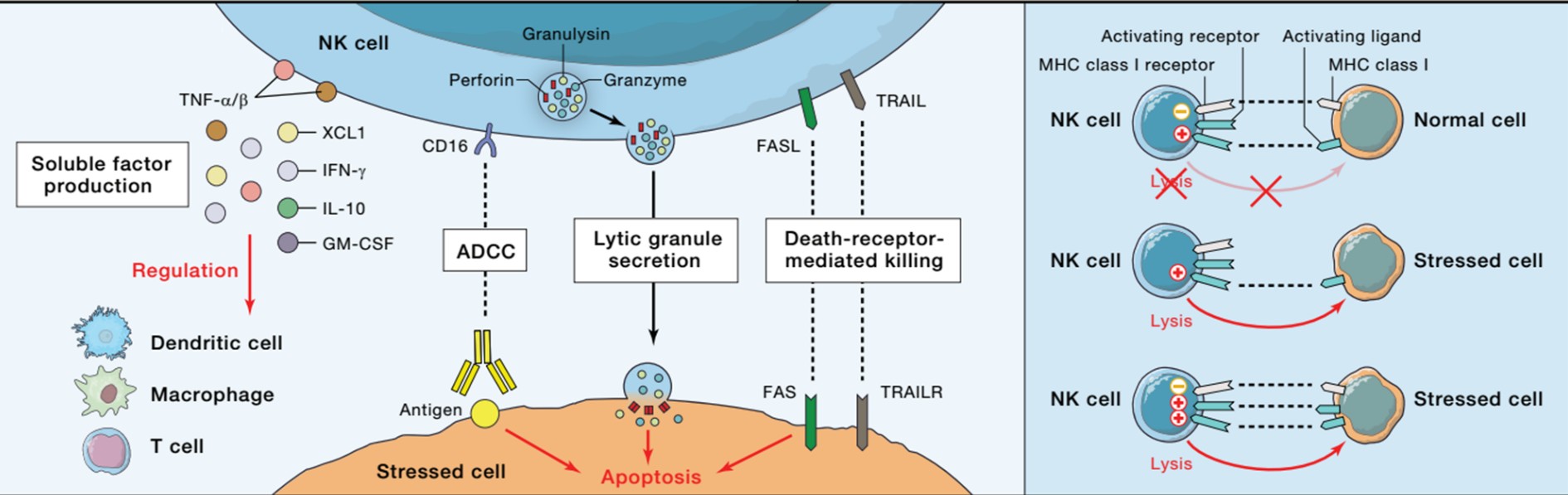 通過FasL和TRAIL誘導靶細胞凋亡