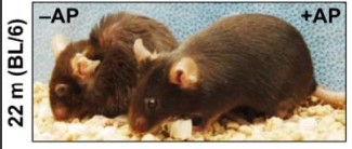 NK細胞能夠清除衰老的細胞