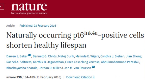 清除衰老的細胞，對延緩衰老具有顯著作用，NK細胞可以發揮這方面的功能。