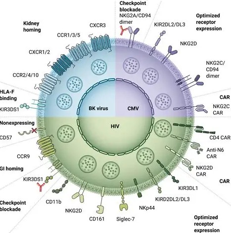 NK細胞是殺傷細胞