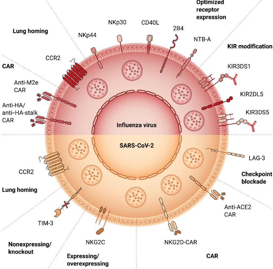 NK細胞作為殺傷細胞